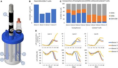 Application of Raman Spectroscopy and Univariate Modelling As a Process Analytical Technology for Cell Therapy Bioprocessing